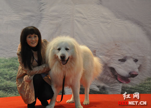 中外名犬大集結(jié) 2010長(zhǎng)沙犬博會(huì)盛大揭幕